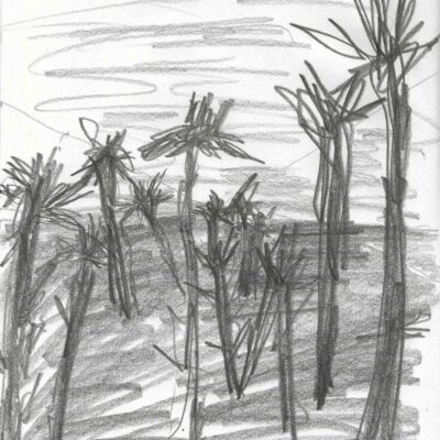 a drawing of an abstract landscape with thorny flowers by contemporary artist Isaac Cohen